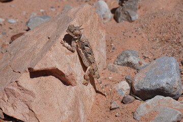 Valley Of Fire Nevada
