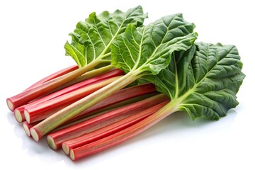 Fresh rhubarb leaf stalks isolated on white background