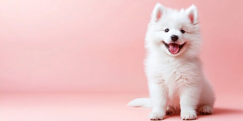 A fluffy white puppy sits and smiles with its tongue out on a pink background.