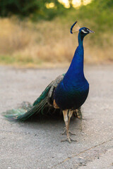 Peacock in the city park, Sacramento, CA