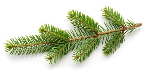 Obraz premium Fresh spruce tree branch isolated on white background