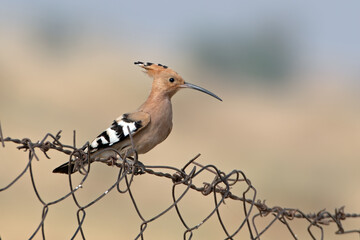 Eurasian hoopoe or Upupa epops at desert national park in Rajasthan, India