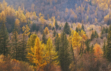 Mountain slope covered with autumn forest, natural background
