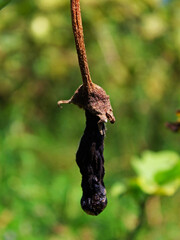 Close up of a rotten eggplant that has shrunk and turned black.