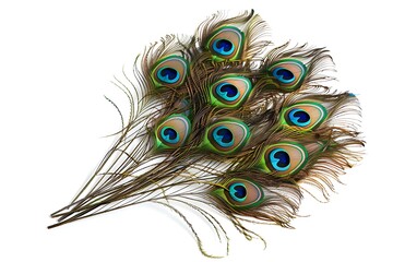 Obraz premium Peacock feathers on white background