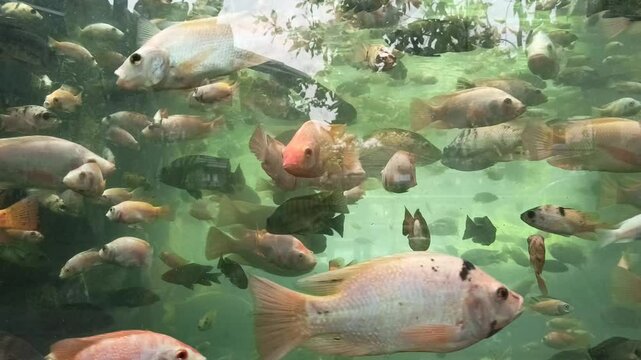 clustered, abstract backgrounds, freshwater fish, beautiful, tilapia fish cultivation, indonesia, ecultivation, pets, catch, farm, tilapia farm, colorful, red fish, fishpond, aqua culture, nila, nile 