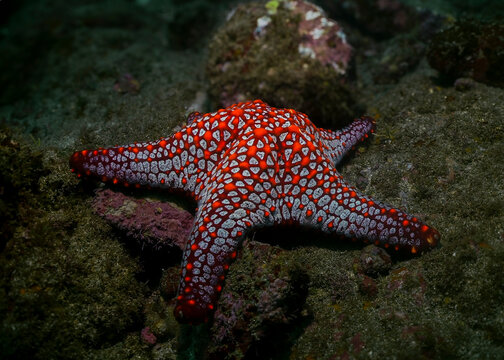 Pentaceraster Cumingi