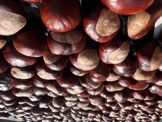 close up of seeds