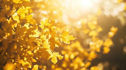 Obraz premium Golden Autumn Leaves