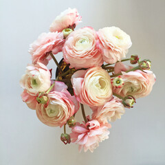 Bunch of Pink Ranunculus on White Background