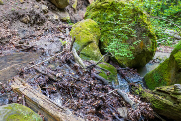 nature park , spring mood and a walk through the forest on a sunny day