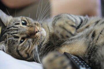 tabby cat on bed relax