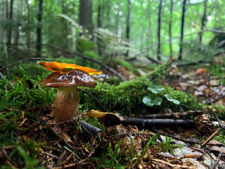 Close up of a boletus mushroom growing in the forest, blurry green background 