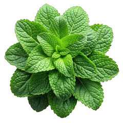 Mint leaves top view isolated on transparent background