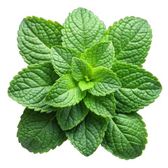 Mint leaves top view isolated on transparent background