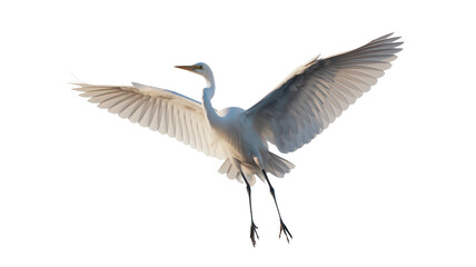 white heron flying isolated on transparent background PNG