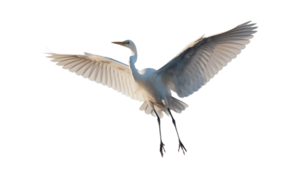 white heron flying isolated on transparent background PNG