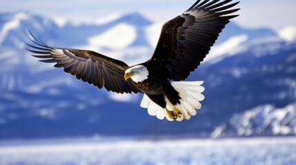 Fototapeta premium Majestic Bald Eagle in Flight