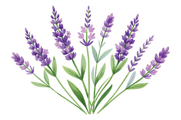 Hand-Drawn Watercolor Lavender Floral Illustration - Elegant Vector Design on white background.