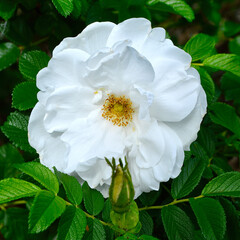 a close up of a white hybrid rugosa rose at spring time.