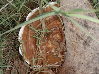 Ganoderma sessile fungus or reishi mushroom in white and brown colour or big brown and white Lingzhi mushrooms 