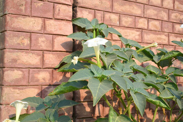Datura or jimson weed flower closeup, Datura flower, also known as moonflower and jimson weed....