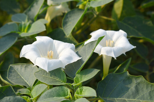 Datura or jimson weed flower closeup, Datura flower, also known as moonflower and jimson weed. Blooms in the evening and each flower only lasts for one day, White flower closeup