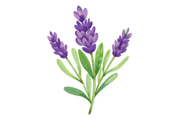 Hand-Drawn Watercolor Lavender Floral Illustration - Elegant Vector Design on white background.