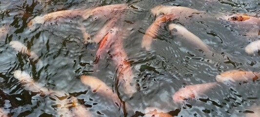 Tilapia fish in a pond with slightly murky water