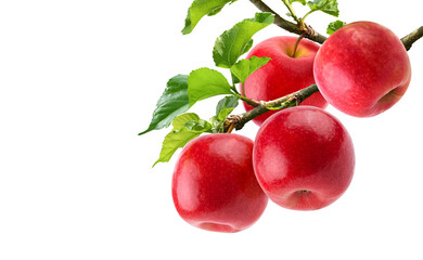 Red apples hanging on branch isolated on white background.