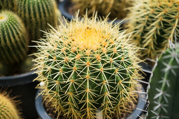 Beauty Cactus Cluster in Pot