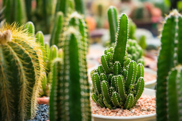 Beauty Cactus Cluster in Pot