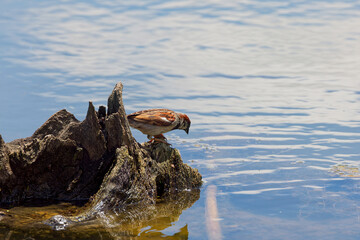 The house sparrow (Passer domesticus) is looking for food in a tree stump