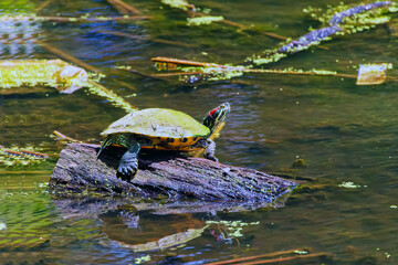 The painted turtle (Chrysemys picta) is the most widespread native turtle of North America