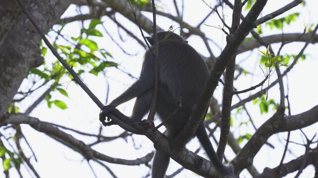 Monkeys eat some food in forest near trash. Family of monkeys being in garbage and looking for a food. Monkey eat some fruit on garbage place. Concept smallpox in 2024 year.