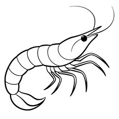 shrimp illustration