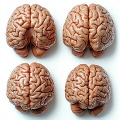 Isolated Human Brain Collection - Front, Side, and Top View
