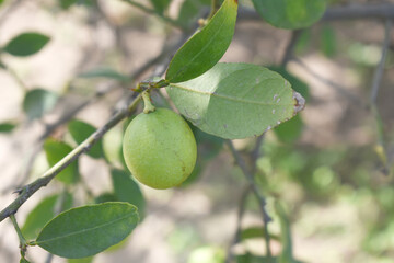 fresh lemon on plant closeup, Close-up Lemon fruit hanging on tree, photo of fresh lemons plants, Bunch of fresh ripe lemons on a lemon tree branch, Ripe fresh lemon hangs on tree branch in sunshine. 