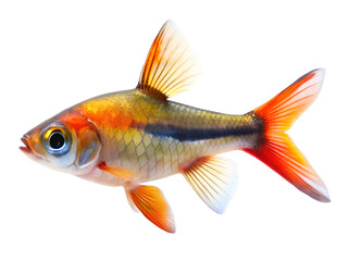 Clown Rasbora Fish swiming isolated on a transparent background