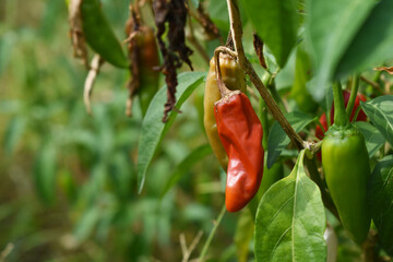 fresh red chili vegetable on plant closeup, chili plants in organic farming, Chilies closeup in field, red chili plant in a farmer's field, Ripe red chili on a plant in Chakwal, Punjab, Pakistan