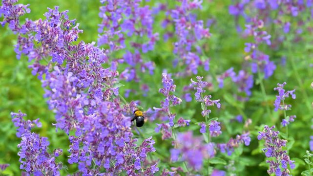 キャットミントの花と蜂