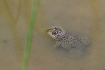Gelbbauchunke // Yellow-bellied toad (Bombina variegata) - Blidinje National park, Bosnia and...
