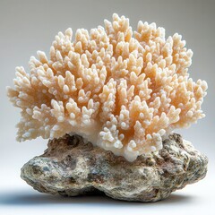Solitary Coral on White Background