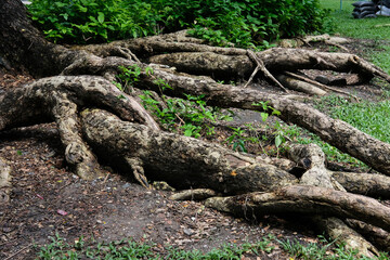 tree roots in the forest