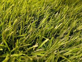 green grass picture background take from above