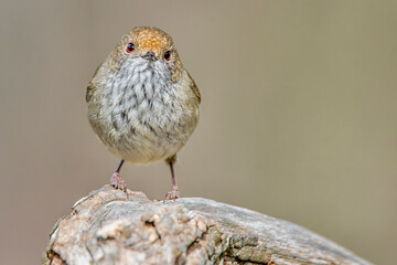 Brown Thornbill (Acanthiza pusilla)