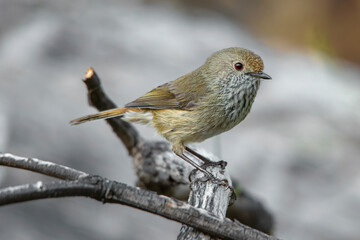 Brown Thornbill (Acanthiza pusilla)