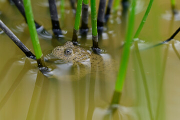 Gelbbauchunke // Yellow-bellied toad (Bombina variegata)