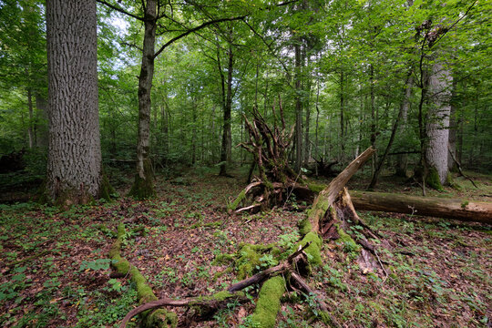 Summertime deciduous forest with broken old trees