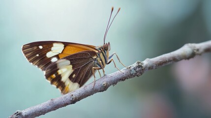 Obraz premium Butterfly on a Branch